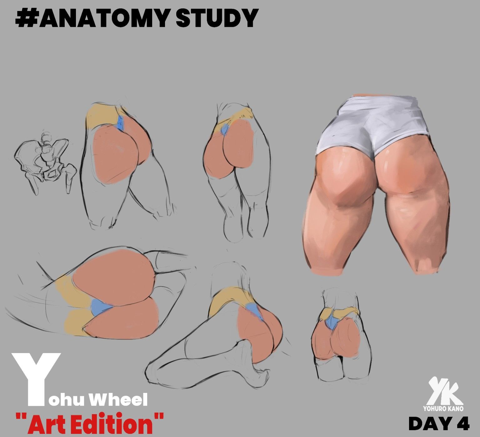Anatomy study